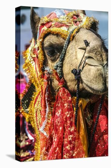 Udaipur, Rajasthan, India. India decorated Camel, Diwali Festival of Lights-Jolly Sienda-Premier Image Canvas