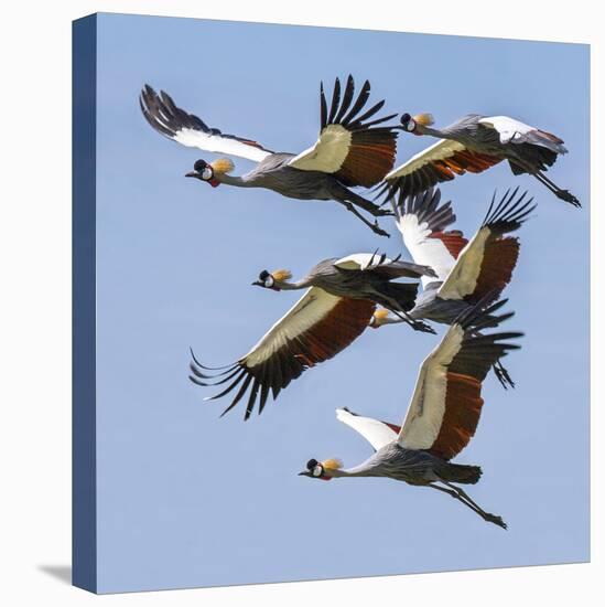 Uganda, Sipi. Grey Crowned Cranes in Flight. This Striking Species Is the National Bird of Uganda.-Nigel Pavitt-Premier Image Canvas