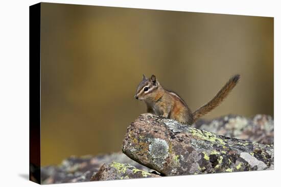 Uinta Chipmunk (Tamias Umbrinus), Uncompahgre National Forest, Colorado, Usa-James Hager-Premier Image Canvas