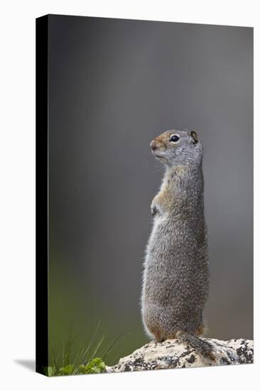 Uinta Ground Squirrel (Urocitellus Armatus), Yellowstone National Park, Wyoming, U.S.A.-James Hager-Premier Image Canvas