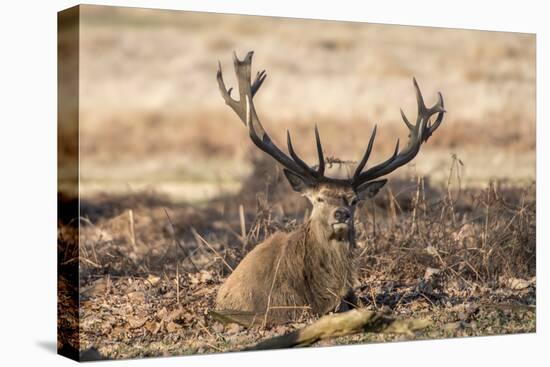 UK, London, Richmond Park. The King's Deer (Red Deer) are native to the UK.-Richard Wright-Premier Image Canvas