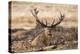 UK, London, Richmond Park. The King's Deer (Red Deer) are native to the UK.-Richard Wright-Premier Image Canvas