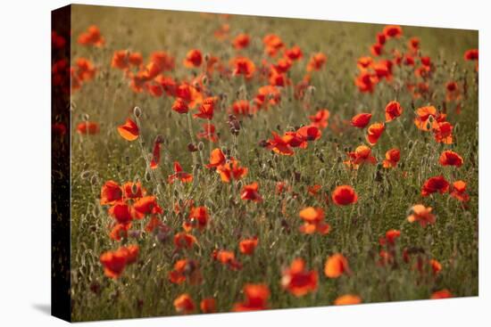 Uk. Wiltshire. Marlborough Downs. Poppies in the Evening Sun.-Niels Van Gijn-Premier Image Canvas