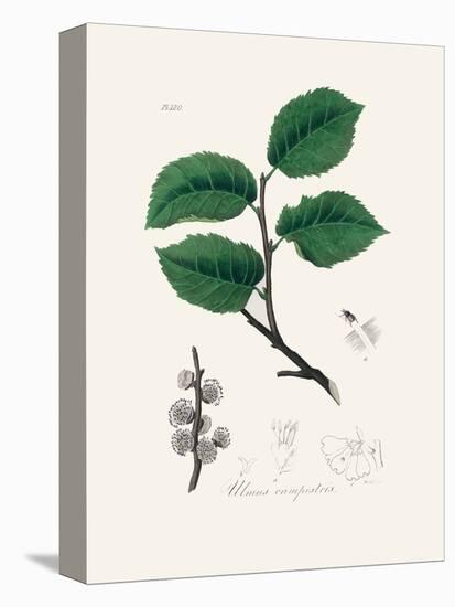 Ulmus Campestris Medical Botany-John Stephenson and James Morss Churchill-Premier Image Canvas