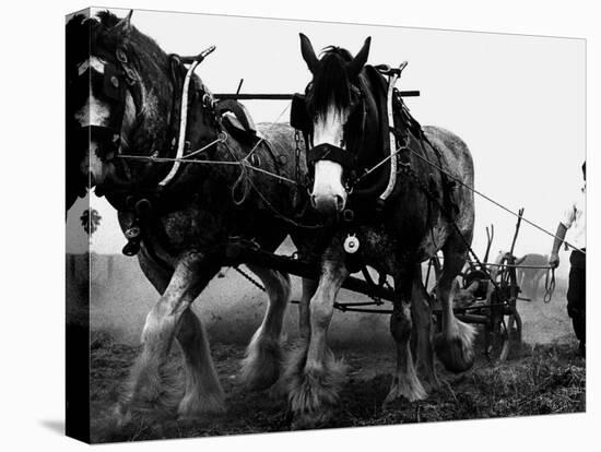 Ulster Clydesdale Pulling a Plough, July 1983-null-Premier Image Canvas