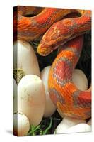 Ultramel Okeetee corn snake, with recently laid eggs-John Cancalosi-Premier Image Canvas