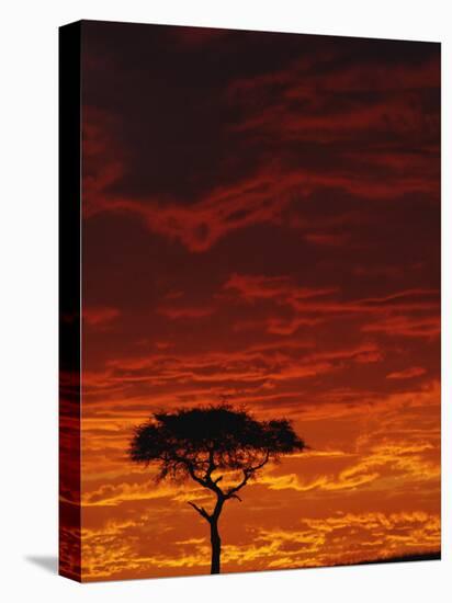 Umbrella Thorn Acacia, Masai Mara Game Reserve, Kenya-Adam Jones-Premier Image Canvas