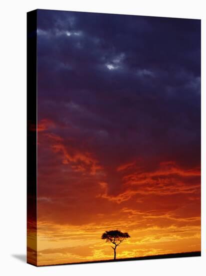 Umbrella Thorn Acacia, Masai Mara Game Reserve, Kenya-Adam Jones-Premier Image Canvas