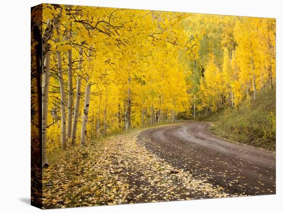 Uncompahgre National Forest, Colorado, USA-Don Grall-Premier Image Canvas