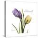 Unconditional Tulip-Albert Koetsier-Stretched Canvas