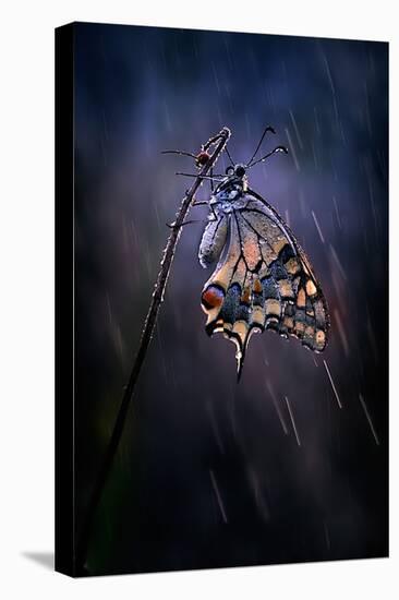 Under the Summer Rain-Antonio Grambone-Premier Image Canvas