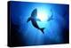 Under the Waves Circle Two Great White Sharks. Illustration-solarseven-Premier Image Canvas