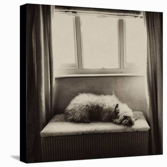 Under the Window-Tim Kahane-Premier Image Canvas