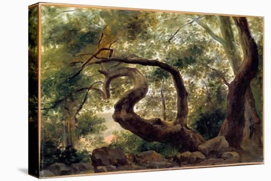 Under Wood, Trees with Twisting Branches Painting by Pierre H. De Valenciennes (1750-1850) 19Th Cen-Pierre Henri de Valenciennes-Premier Image Canvas