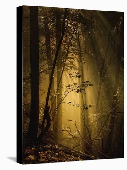 Undergrowth-Norbert Maier-Premier Image Canvas