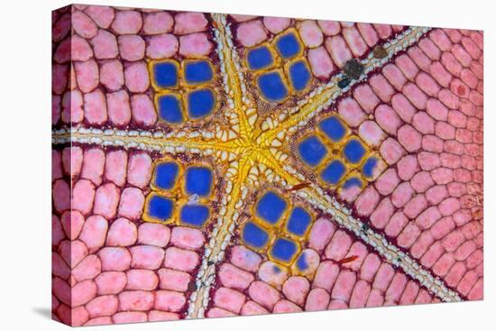 underside of a honeycomb sea star with tiny shrimps-Alex Mustard-Premier Image Canvas