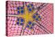 underside of a honeycomb sea star with tiny shrimps-Alex Mustard-Premier Image Canvas