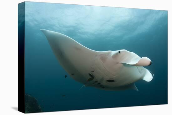 Underside View of a Giant Oceanic Manta Ray, Raja Ampat, Indonesia-null-Premier Image Canvas