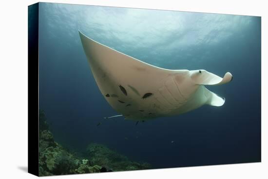 Underside View of a Giant Oceanic Manta Ray, Raja Ampat, Indonesia-null-Premier Image Canvas