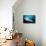 Underside View of a Giant Oceanic Manta Ray, Raja Ampat, Indonesia-null-Premier Image Canvas displayed on a wall