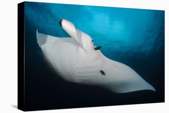 Underside View of a Giant Oceanic Manta Ray, Raja Ampat, Indonesia-null-Premier Image Canvas