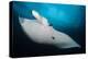 Underside View of a Giant Oceanic Manta Ray, Raja Ampat, Indonesia-null-Premier Image Canvas