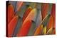 Underside Wing Coloration of the Scarlet Macaw-Darrell Gulin-Premier Image Canvas