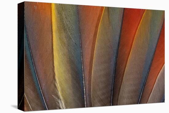 Underside Wing Coloration of the Scarlet Macaw-Darrell Gulin-Premier Image Canvas