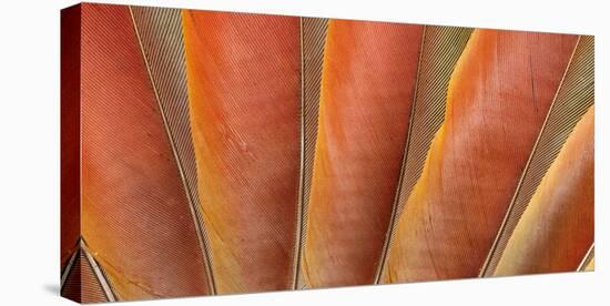Underside Wing Coloration of the Scarlet Macaw-Darrell Gulin-Premier Image Canvas