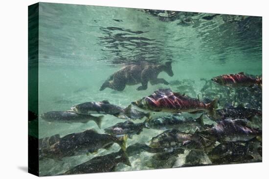 Underwater Brown Bear, Katmai National Park, Alaska-Paul Souders-Premier Image Canvas