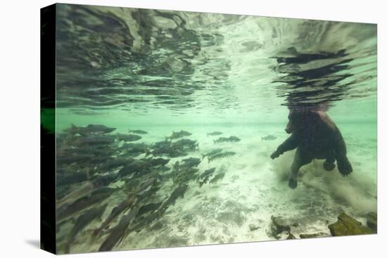 Underwater Brown Bear, Katmai National Park, Alaska-Paul Souders-Premier Image Canvas