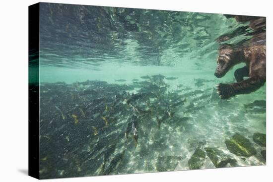 Underwater Brown Bear, Katmai National Park, Alaska-Paul Souders-Premier Image Canvas