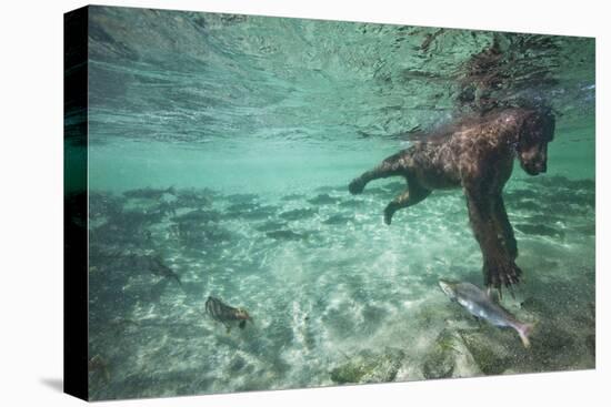 Underwater Brown Bear, Katmai National Park, Alaska-null-Premier Image Canvas