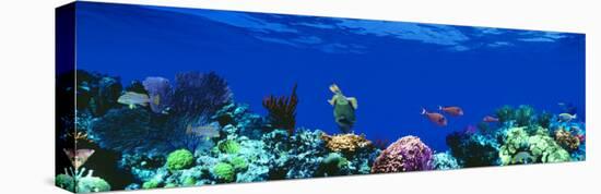 Underwater, Caribbean Sea-null-Premier Image Canvas