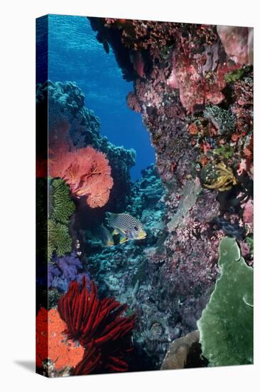 Underwater Coral Reef Scene Colourful Marine-null-Premier Image Canvas