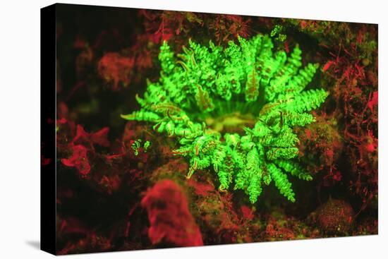 Underwater fluorescence emitted and photographed using special barrier filter. Branching Anemone, A-Stuart Westmorland-Premier Image Canvas