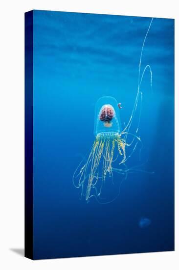 Underwater Jellyfish in Diego Ramirez Islands, Chile-Paul Souders-Premier Image Canvas