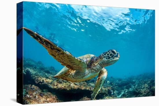 Underwater Marine Wildlife Postcard. A Turtle Sitting at Corals under Water Surface. Closeup Image-Willyam Bradberry-Premier Image Canvas