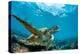 Underwater Marine Wildlife Postcard. A Turtle Sitting at Corals under Water Surface. Closeup Image-Willyam Bradberry-Premier Image Canvas