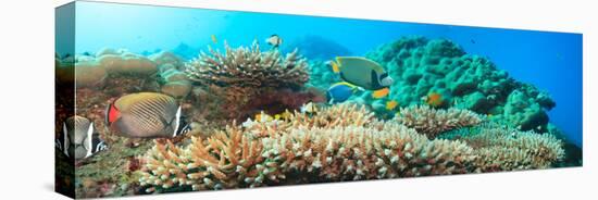 Underwater Panorama with Coral and Fishes. Andaman Sea. Merged from 5 Images-GoodOlga-Premier Image Canvas