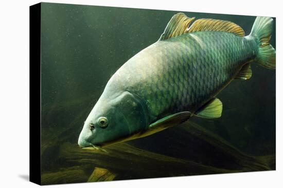 Underwater Photo Big Carp (Cyprinus Carpio) In Bolevak Pond - Famous Anglig And Diving Place-Kletr-Premier Image Canvas