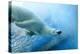 Underwater Photo of a Polar Bear-Zigi-Premier Image Canvas
