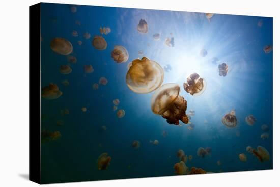 Underwater Photo of Endemic Golden Jellyfish in Lake at Palau. Snorkeling in Jellyfish Lake is a Po-BlueOrange Studio-Premier Image Canvas