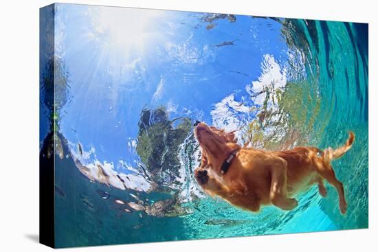 Underwater Photo of Golden Labrador Retriever Puppy in Outdoor Swimming Pool Play with Fun - Jumpin-Tropical studio-Premier Image Canvas