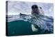 Underwater Polar Bear by Harbour Islands, Nunavut, Canada-Paul Souders-Premier Image Canvas