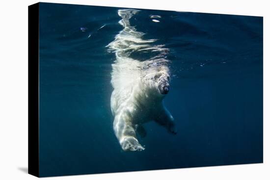 Underwater Polar Bear, Nunavut, Canada-Paul Souders-Premier Image Canvas