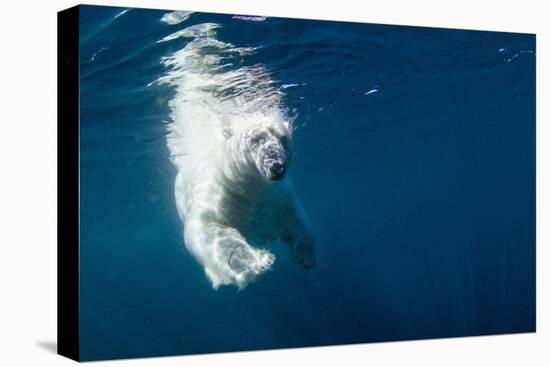 Underwater Polar Bear, Nunavut, Canada-Paul Souders-Premier Image Canvas