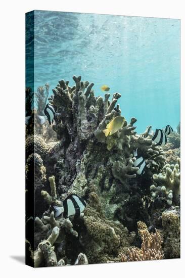 Underwater Reef System on Pink Sand Beach, Komodo National Park, Komodo Island, Indonesia-Michael Nolan-Premier Image Canvas