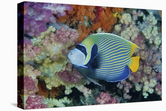 Underwater Scenic of Angelfish and Coral, Raja Ampat, Papua, Indonesia-Jaynes Gallery-Premier Image Canvas