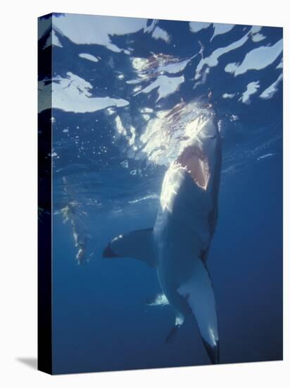 Underwater View of a Great White Shark, South Africa-Michele Westmorland-Premier Image Canvas